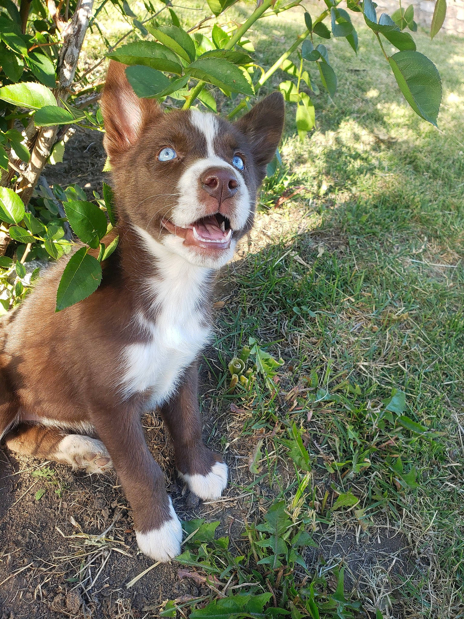 Munchu is registered to the contest to win money with this photo: canidae, carnivore, companion_dog, dog, dog_breed, dog_collar, fawn, grass, groundcover, hunting_dog, liver, plant, sporting_group, tail, terrestrial_animal, whiskers, working_animal