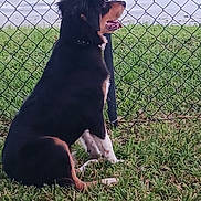 Otto joined the competition — help win amazing prizes! dog, grass, fence, outdoor, pet, canine, side_view, tongue_out, black_fur, brown_fur, sitting, collar, nature, water, daylight, animal, quiet, relaxed, watching, leisure