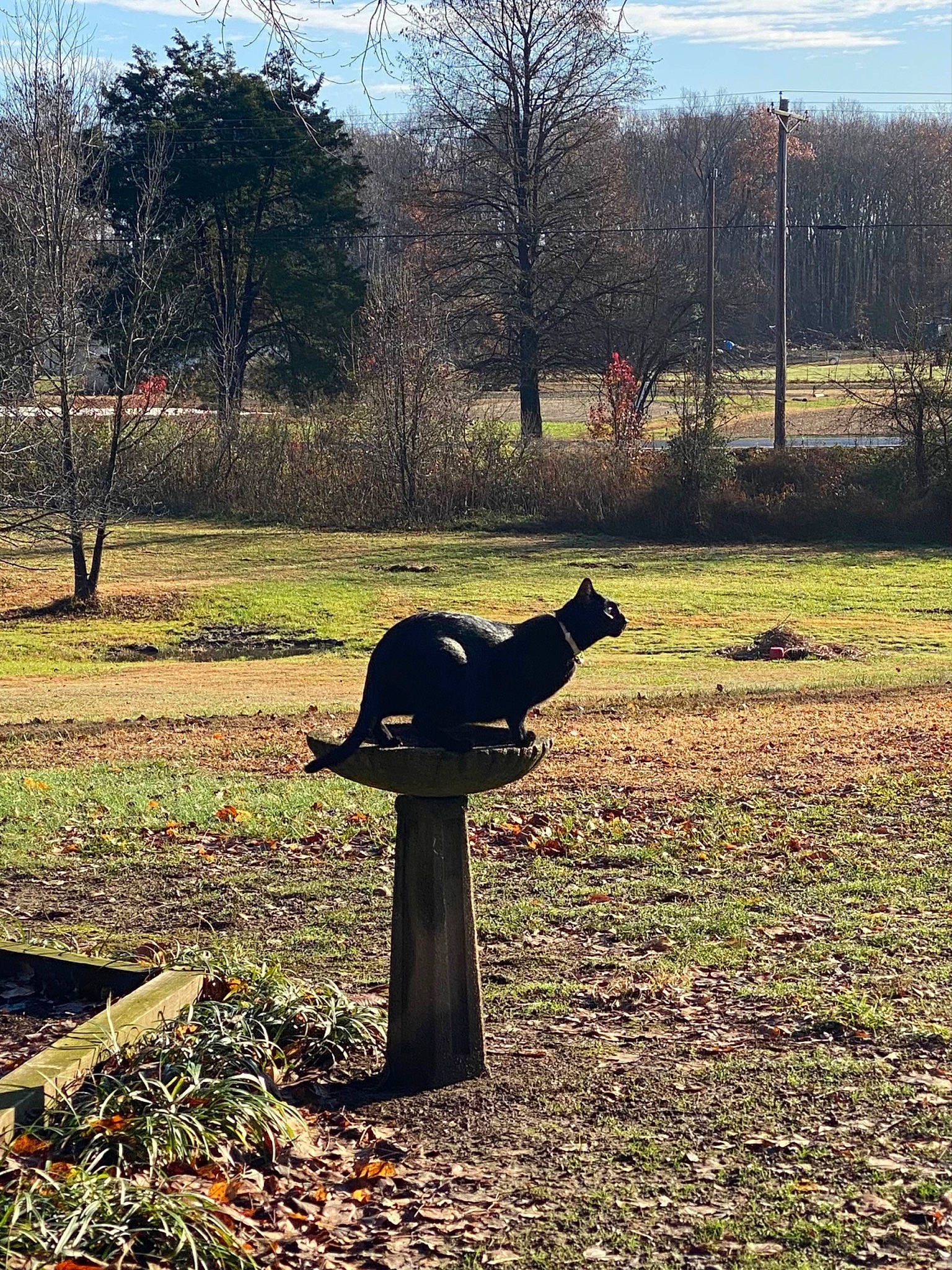 Katara is registered to the contest to win money with this photo: branch, cloud, grass, grass_family, grassland, landscape, lawn, meadow, natural_landscape, pasture, people_in_nature, plant, shade, sky, tail, tints_and_shades, tree, trunk, winter, wood