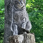 River Kitty joined the competition — help win amazing prizes! animal, cat, daylight, eyes, feline, forest, fur, gray_cat, greenery, nature, outdoor, pet, plant, sitting, tabby, tree, tree_stump, whiskers, wildlife, wood