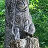 animal, cat, daylight, eyes, feline, forest, fur, gray_cat, greenery, nature, outdoor, pet, plant, sitting, tabby, tree, tree_stump, whiskers, wildlife, wood