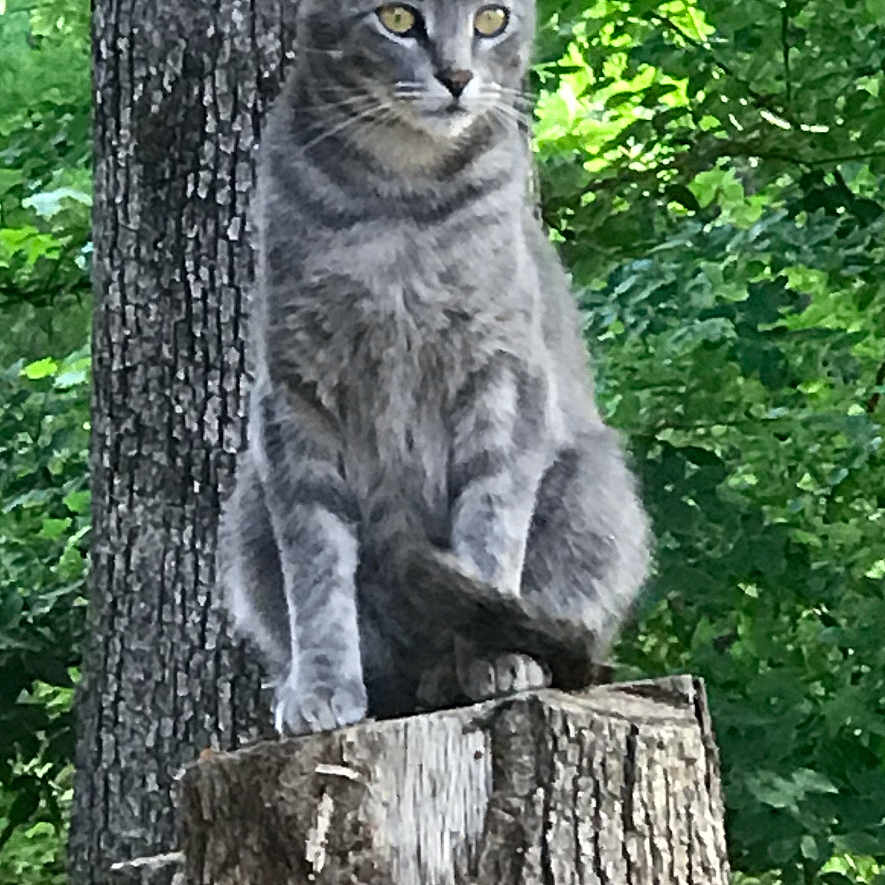 River Kitty joined the competition — help win amazing prizes! animal, cat, daylight, eyes, feline, forest, fur, gray_cat, greenery, nature, outdoor, pet, plant, sitting, tabby, tree, tree_stump, whiskers, wildlife, wood