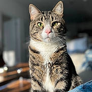 Bogey is registered to the contest to win money with this photo: cat, tabby, green_eyes, pink_nose, fur, whiskers, indoor, sunlight, blurred_background, pet, animal, mammal, cute, portrait, domestic_cat, feline, sitting, close_up, focused, calm