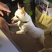 Houdini is registered to the contest to win money with this photo: animal, blanket, calendar, carpet, collar, dog, domestic, ears, floor, furniture, hand, indoor, person, pet, reaching, room, small_dog, tote_bag, vacuum_cleaner, white_dog