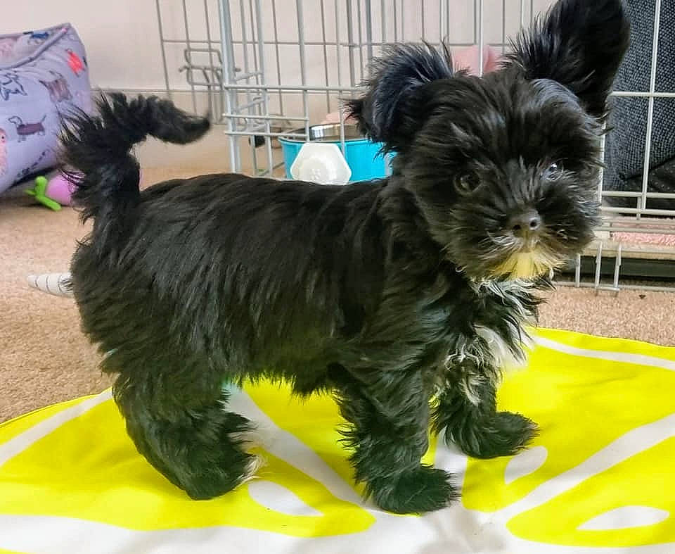 Dinky is registered to the contest to win money with this photo: canidae, carnivore, collar, companion_dog, dog, dog_breed, dog_collar, dog_supply, fur, liver, maltepoo, pet_supply, puppy, small_terrier, snout, sporting_group, tail, terrier, toy_dog, working_animal