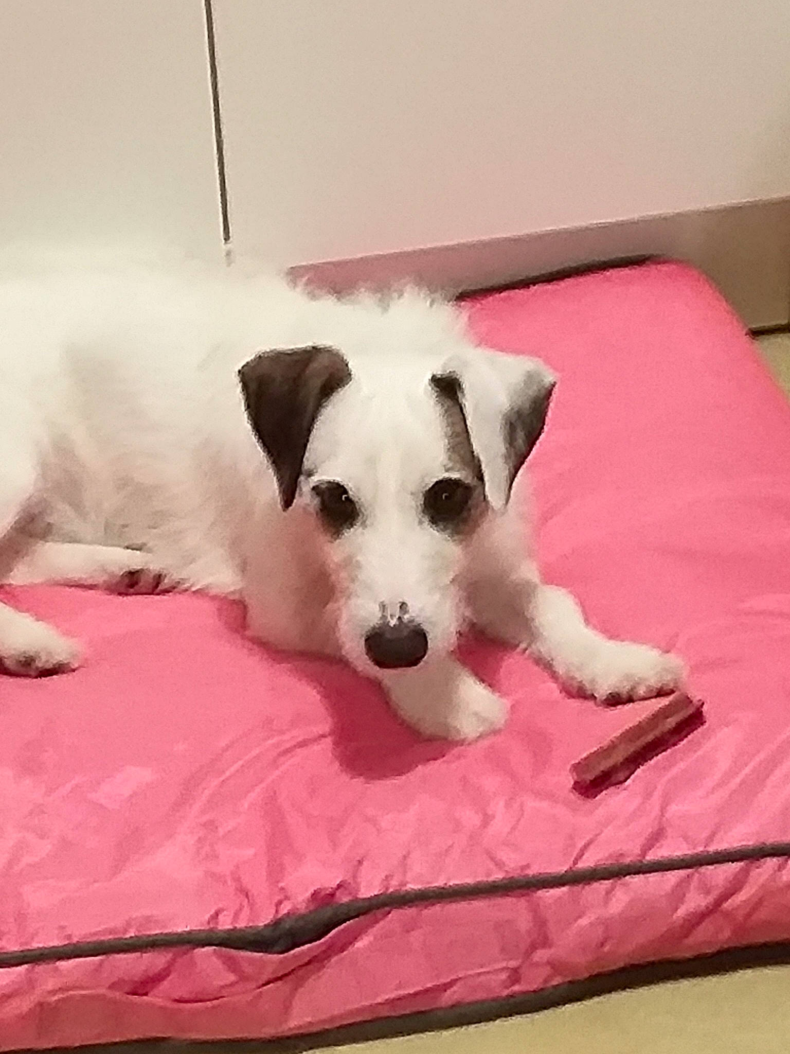 Grizou participe au concours pour gagner de l'argent avec cette photo : canidae, carnivore, companion_dog, dog, dog_breed, fox_terrier, jack_russell_terrier, mammal, parson_russell_terrier, puppy, rare_breed_dog, russell_terrier, sporting_group, terrier, vertebrate