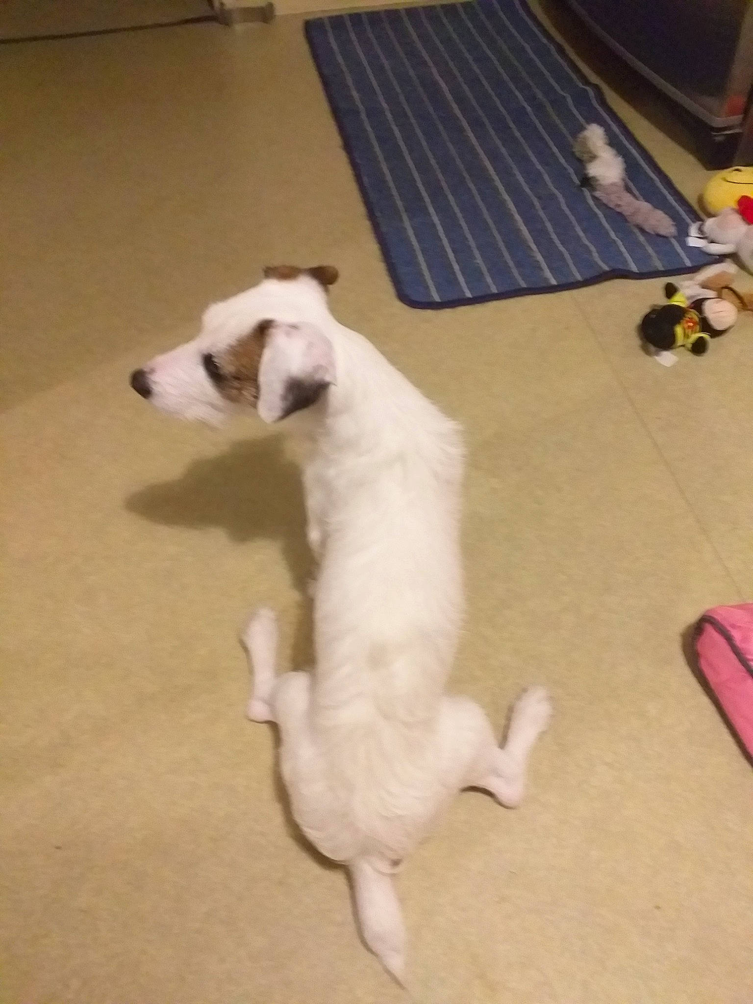 Grizou a rejoint le concours — aidez-le/la à gagner de superbes lots ! canidae, carnivore, companion_dog, dog, dog_breed, jack_russell_terrier, mammal, non_sporting_group, parson_russell_terrier, puppy, russell_terrier, tail, terrier, vertebrate