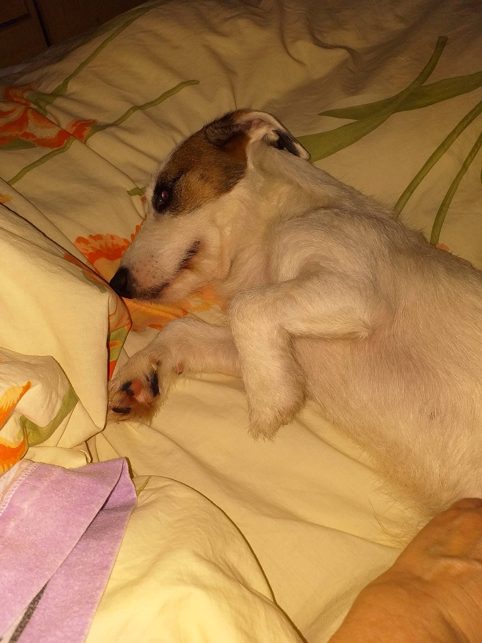 Grizou participe au concours pour gagner de l'argent avec cette photo : canidae, carnivore, companion_dog, dog, dog_breed, fox_terrier, jack_russell_terrier, mammal, nap, parson_russell_terrier, puppy, puppy_love, russell_terrier, sporting_group