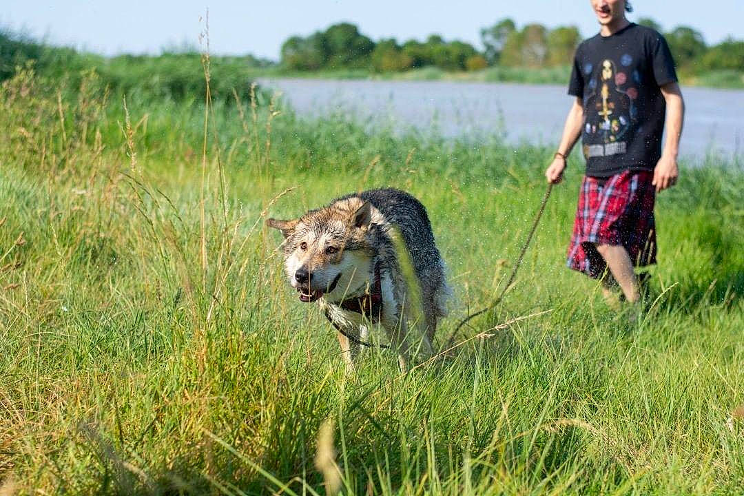 Kaalv. participe au concours pour gagner de l'argent avec cette photo : canidae, carnivore, czechoslovakian_wolfdog, dog, dog_breed, grassland, hunting_dog, mammal, saarloos_wolfdog, vertebrate, wildlife, wolfdog
