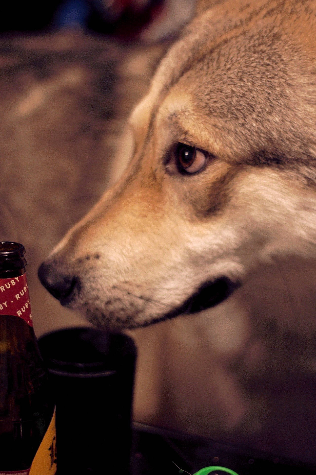 Kaalv. a rejoint le concours — aidez-le/la à gagner de superbes lots ! akita, canidae, canis, carnivore, czechoslovakian_wolfdog, dog, dog_breed, eye, fur, mammal, new_guinea_singing_dog, nose, saarloos_wolfdog, shikoku, siberian_husky, snout, whiskers, wolf, wolfdog, working_dog