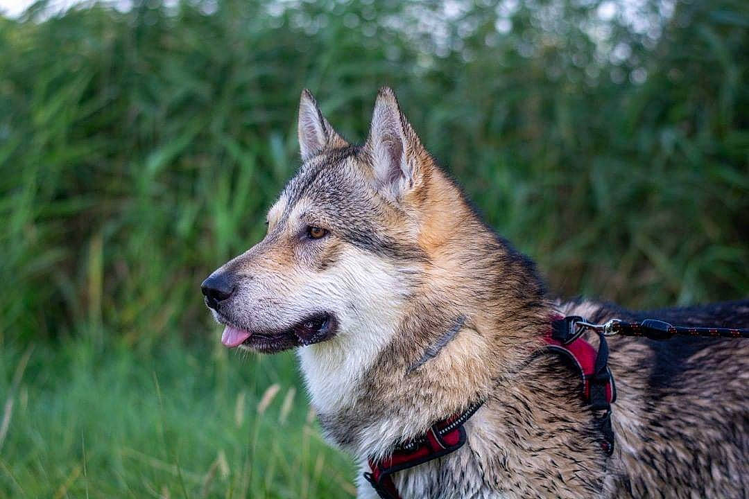 Kaalv. participe au concours pour gagner de l'argent avec cette photo : canidae, carnivore, czechoslovakian_wolfdog, dog, dog_breed, east_siberian_laika, greenland_dog, jamthund, kunming_wolfdog, mammal, native_american_indian_dog, northern_inuit_dog, norwegian_elkhound, saarloos_wolfdog, seppala_siberian_sleddog, siberian_husky, tamaskan_dog, vertebrate, west_siberian_laika, wolfdog