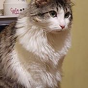 Umi participe au concours pour gagner de l'argent avec cette photo : animal, background, cat, closeup, cute, domestic_cat, ears, face, feline, fluffy, fur, green_eyes, household, indoor, mug, pet, portrait, sitting, whiskers, yellow_wall