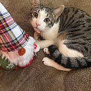 Baby Mindy is registered to the contest to win money with this photo: cat, tabby_cat, pet, animal, feline, cushion, plaid, toy, christmas_toy, gnome, fur, whiskers, paws, indoor, cozy, brown, white, striped, yellow_eyes, curious