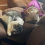 Luna joined the competition — help win amazing prizes! cat, dog, sleeping, couch, indoor, pet, furniture, cozy, brown, purple_sweater, relaxing, nap, companion, fur, domestic_animal, resting, cute, calm, household, animal