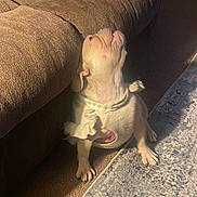 Luna is registered to the contest to win money with this photo: dog, puppy, indoor, carpet, couch, pet, animal, white_fur, clothing, looking_up, small_dog, cozy, home, floor, curious, cute, sitting, furniture, light, shadow