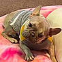 Luna is registered to the contest to win money with this photo: dog, french_bulldog, pet, sweater, cozy, cushion, pink, orange, tie_dye, carpet, indoor, cute, animal, portrait, laying_down, head_tilt, paw, fur, companion, relaxed