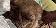 Luna is registered to the contest to win money with this photo: dog, french_bulldog, sleeping, blanket, collar, pet, indoor, cozy, resting, ears, fur, closeup, cute, animal, muzzle, pink, comfort, bed, relaxed, peaceful