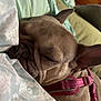 dog, french_bulldog, sleeping, blanket, collar, pet, indoor, cozy, resting, ears, fur, closeup, cute, animal, muzzle, pink, comfort, bed, relaxed, peaceful
