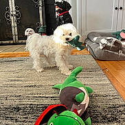 Knox is registered to the contest to win money with this photo: dog, white_dog, plush_toy, green_toy, rug, fireplace, dog_bed, wood_floor, decorative_ironwork, statue, indoor, pet_toy, curly_fur, sunlight, mouth_holding, living_room, cabinet, flooring, playful, pet