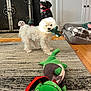 dog, white_dog, plush_toy, green_toy, rug, fireplace, dog_bed, wood_floor, decorative_ironwork, statue, indoor, pet_toy, curly_fur, sunlight, mouth_holding, living_room, cabinet, flooring, playful, pet
