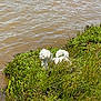 Knox is registered to the contest to win money with this photo: dog, white_dog, grass, riverbank, water, muddy_water, outdoor, nature, greenery, plants, wildflowers, small_dog, animal, pet, canine, sunlight, daytime, bushes, river, scenery
