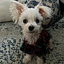 puppy, dog, white_dog, small_dog, pet, cute, indoor, plaid_clothing, fur, ears, black_nose, sitting, carpet, patterned_rug, closeup, animal, adorable, looking_at_camera, domestic_animal, young_dog
