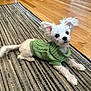 Knox joined the competition — help win amazing prizes! dog, puppy, white_dog, small_dog, green_sweater, knitted_sweater, pet, indoor, rug, striped_rug, wooden_floor, flooring, ears, cute, animal, companion, looking_up, lying_down, fur, adorable