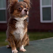 Apollo joined the competition — help win amazing prizes! dog, small_dog, chihuahua, brown_fur, white_fur, fluffy_ears, pet, animal, outdoor, green_surface, brick_wall, window, sitting, portrait, cute, fur, paw, alert, animal_portrait, companion