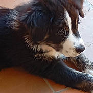 Anoki participe au concours pour gagner de l'argent avec cette photo : animal, black, brown, canine, closeup, cute, dog, domestic_animal, fur, indoor, laying, pet, portrait, puppy, relaxed, side_view, tile_floor, whiskers, white, young