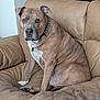Voodoo is registered to the contest to win money with this photo: brindle, brown, chain, close_up, collar, couch, dog, ears, furniture, indoor, living_room, paws, pet, pitbull_type, portrait, relaxed, sitting, sofa, staring, white_patch