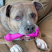 Voodoo is registered to the contest to win money with this photo: brindle, chain_collar, chewed_toy, chewing, close_up, collar, couch, dog, eyes, indoor, leather_couch, muzzle, nails, nose, paw, pet, pink_toy, portrait, relaxed, teeth