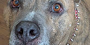 Voodoo is registered to the contest to win money with this photo: attentive, brindle, brown_eyes, canine, close_up, collar, dog, fur, indoor, mouth, nose, pet, pitbull, portrait, senior_dog, sitting, soulful, spiked_collar, whiskers, wooden_floor
