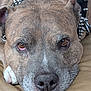 Voodoo is registered to the contest to win money with this photo: brindle, brown, close_up, collar, dog, eyes, face, fur, leather_couch, macro, nose, paw, pet, pitbull, portrait, resting, sleepy, spiked_collar, tongue, whiskers