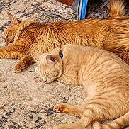Copper is registered to the contest to win money with this photo: animal, carpet, cats, collar, cozy, cream_cat, cuddle, fluffy, furry, ginger_cats, indoor, lying_down, napping, orange_tabby, pets, relaxed, resting, rug, sleeping, whiskers