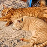 animal, carpet, cats, collar, cozy, cream_cat, cuddle, fluffy, furry, ginger_cats, indoor, lying_down, napping, orange_tabby, pets, relaxed, resting, rug, sleeping, whiskers
