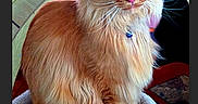 Copper is registered to the contest to win money with this photo: animal, carpet, cat, cat_bed, closeup, ears, feline, fluffy, fur, ginger, green_eyes, indoors, long_hair, maine_coon, orange_cat, pet, portrait, sitting, tail, whiskers