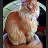 animal, carpet, cat, cat_bed, closeup, ears, feline, fluffy, fur, ginger, green_eyes, indoors, long_hair, maine_coon, orange_cat, pet, portrait, sitting, tail, whiskers