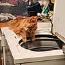 Copper joined the competition — help win amazing prizes! animal, appliance, cat, cluttered_background, domestic_animal, ears, feline, fluffy, funny_pose, home, indoor, laundry_room, longhaired, orange_cat, orange_fur, pet, profile, sitting, washing_machine, whiskers