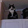 animal, appliance, black_and_white, cabinet, cat, ceiling, cozy, curious, domestic, feline, household, indoor, kitchen, looking_down, pet, quiet, shadow, sitting, still_life, texture