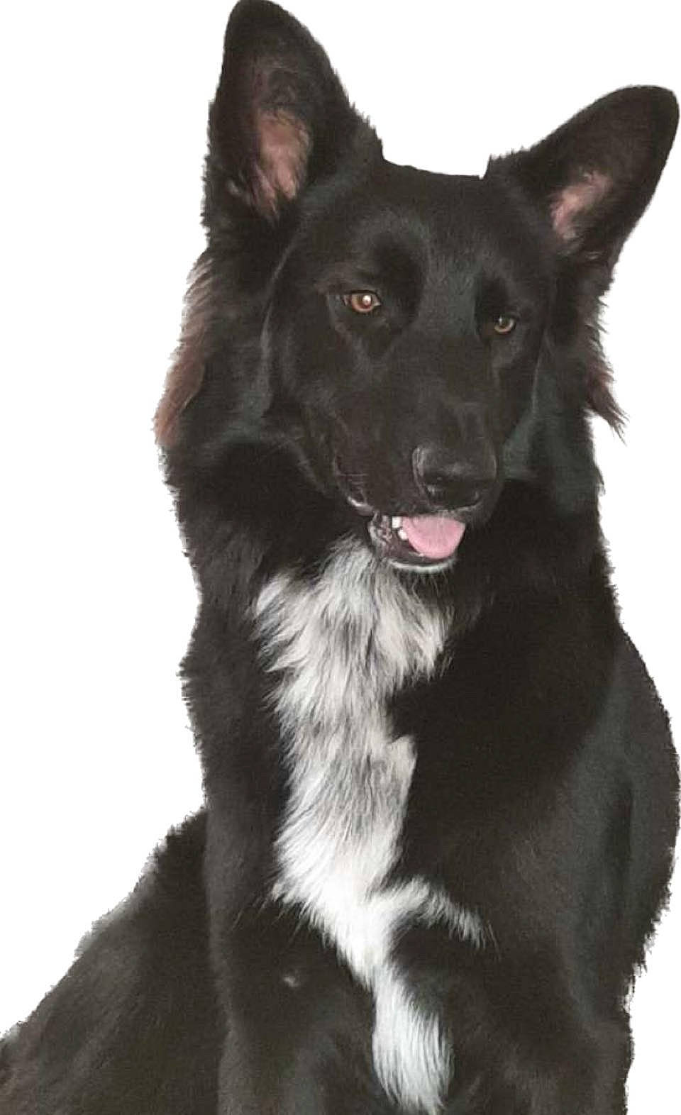 Sulky participe au concours pour gagner de l'argent avec cette photo : ancient_dog_breeds, borador, canidae, carnivore, companion_dog, dog, dog_breed, dog_collar, fur, herding_dog, russo_european_laika, snout, sporting_group, whiskers, working_animal, working_dog