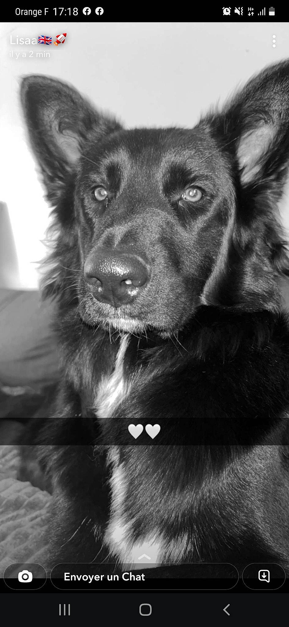 Sulky a rejoint le concours — aidez-le/la à gagner de superbes lots ! ancient_dog_breeds, black, black_and_white, canidae, carnivore, companion_dog, dog, dog_breed, ear, fur, monochrome, monochrome_photography, photography, snout, sporting_group, stock_photography, style, whiskers, working_animal, working_dog