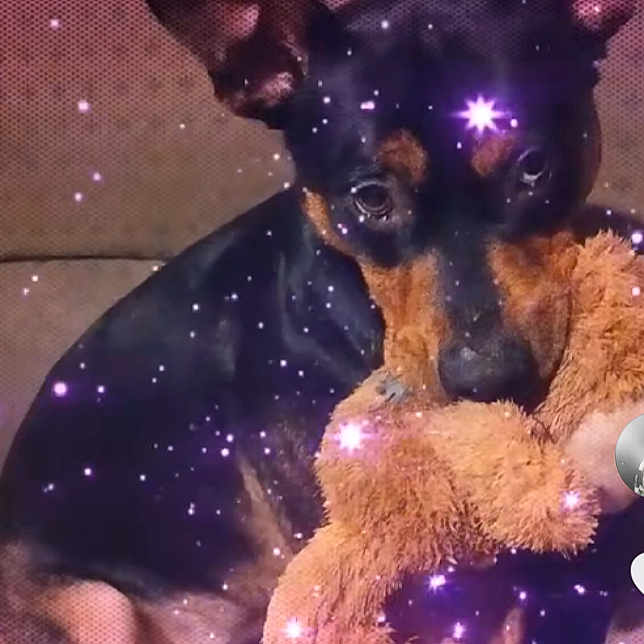 Sunshine a rejoint le concours — aidez-le/la à gagner de superbes lots ! animal, black_and_tan, close_up, companionship, couch, cute, dog, domestic, ears, fur, indoor, pet, playful, plush_toy, portrait, resting, sitting, small_dog, sparkle_effect, toy