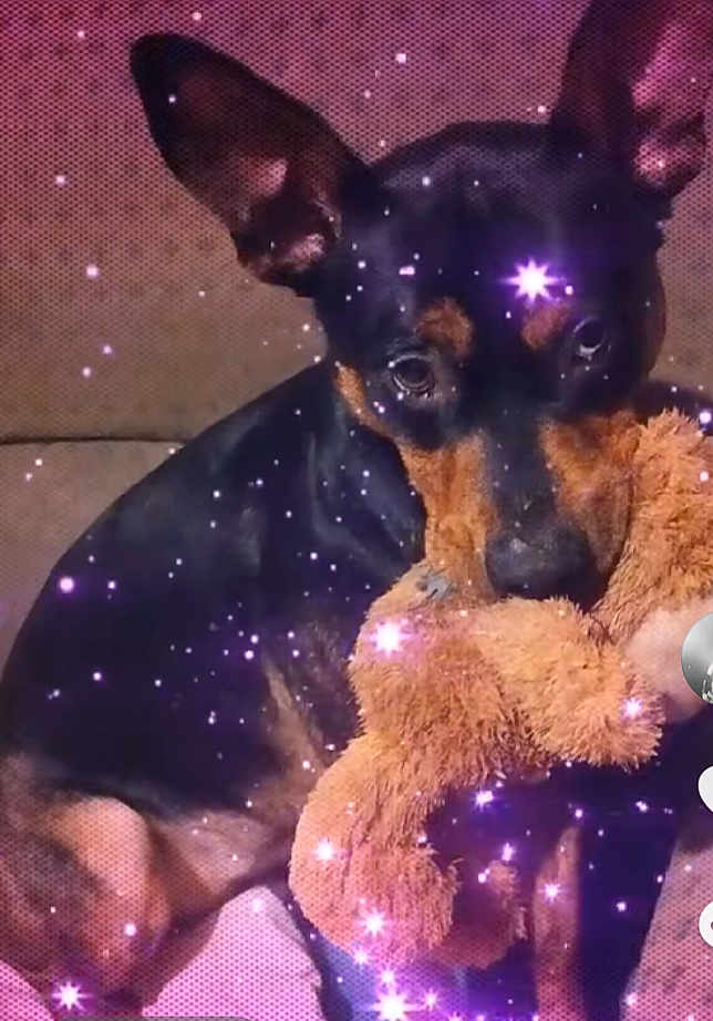 Sunshine a rejoint le concours — aidez-le/la à gagner de superbes lots ! animal, black_and_tan, close_up, companionship, couch, cute, dog, domestic, ears, fur, indoor, pet, playful, plush_toy, portrait, resting, sitting, small_dog, sparkle_effect, toy