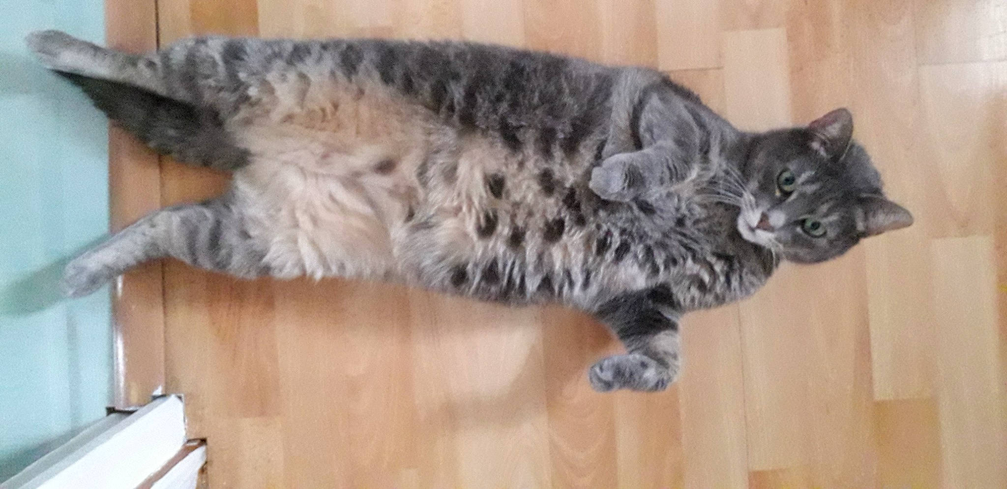 Barbouille a rejoint le concours — aidez-le/la à gagner de superbes lots ! carnivore, cat, claw, domestic_short_haired_cat, felidae, flooring, fur, hardwood, paw, small_to_medium_sized_cats, snout, tail, terrestrial_animal, varnish, whiskers, wood, wood_flooring