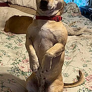 Shorty is registered to the contest to win money with this photo: animal, bed, bedroom, blanket, brown_and_white, canine, collar, companion, cute, dog, domestic, ears_up, floral_bedspread, indoor, pet, playful, portrait, relaxed, sitting, two_dogs