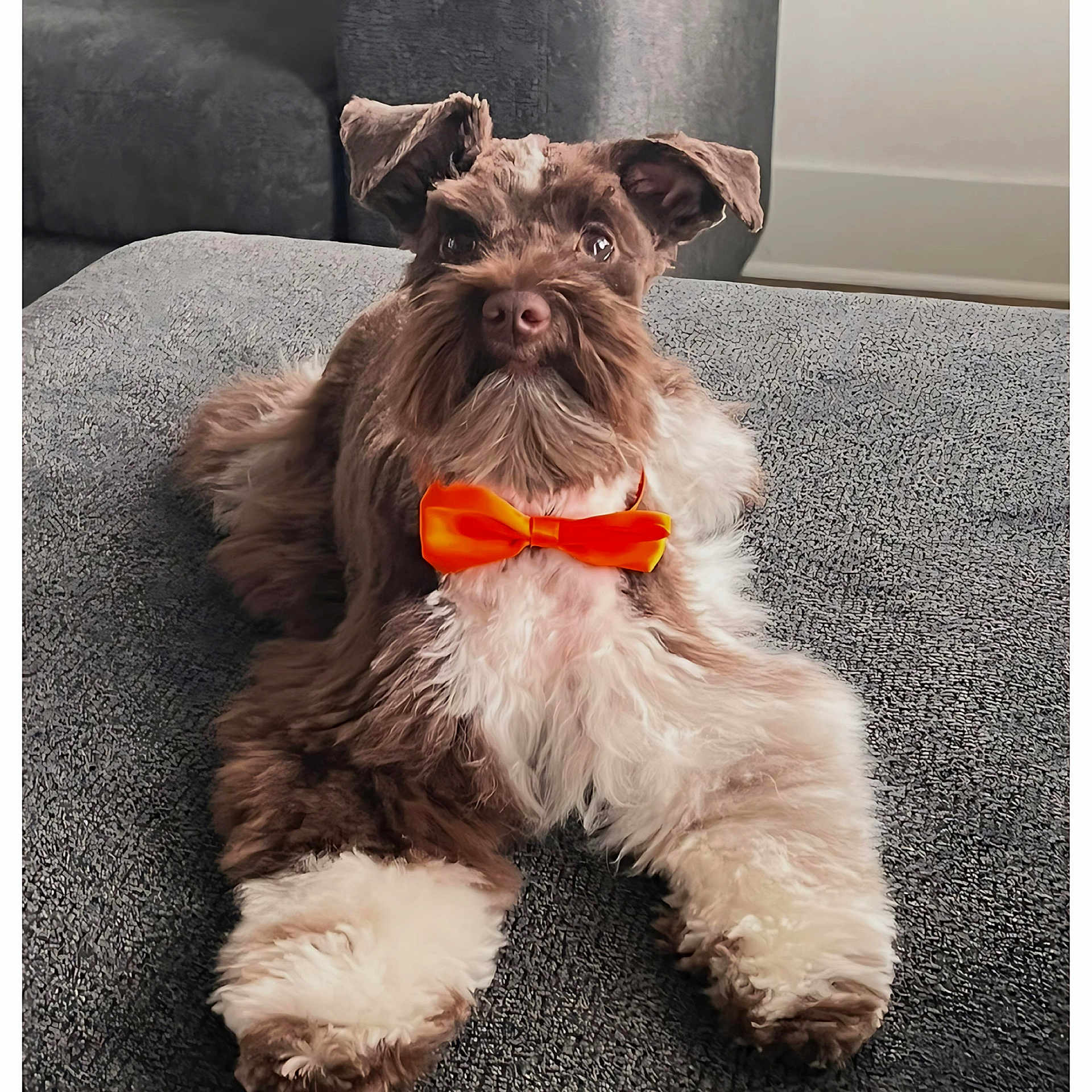 Sir Bailey is registered to the contest to win money with this photo: dog, pet, bow_tie, fluffy, brown_and_white, couch, indoor, furry, cute, animal, companion, relaxed, alert, portrait, paw, fur, domestic, mammal, decor, living_room