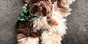 Sir Bailey is registered to the contest to win money with this photo: animal, bandana, brown, companion, couch, cozy, cute, dog, domestic_animal, fluffy, friendly, fur, furniture, green, indoors, looking_at_camera, pet, portrait, relaxed, white