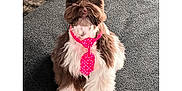 Sir Bailey is registered to the contest to win money with this photo: dog, pet, fluffy, tie, pink_tie, polka_dot, indoor, carpet, brown_and_white, cute, attentive, sitting, fur, ears, adorable, animal, companion, home, portrait, small_dog