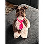 dog, pet, fluffy, tie, pink_tie, polka_dot, indoor, carpet, brown_and_white, cute, attentive, sitting, fur, ears, adorable, animal, companion, home, portrait, small_dog