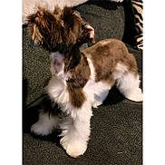 Sir Bailey joined the competition — help win amazing prizes! dog, pet, fluffy, brown_and_white, couch, indoor, furniture, animal, canine, fur, cute, small_dog, looking_up, companion, domestic_animal, cozy, texture, paws, alert, friendly